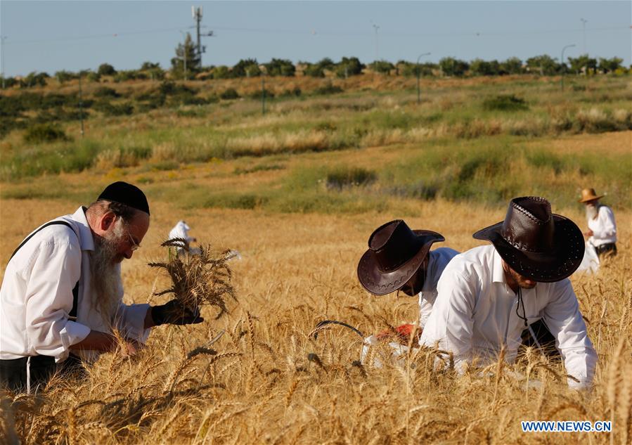 MIDEAST-SHA'ALVIM-ORTHODOX JEWS-WHEAT HARVEST