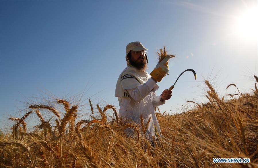 MIDEAST-SHA'ALVIM-ORTHODOX JEWS-WHEAT HARVEST