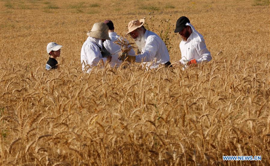 MIDEAST-SHA'ALVIM-ORTHODOX JEWS-WHEAT HARVEST