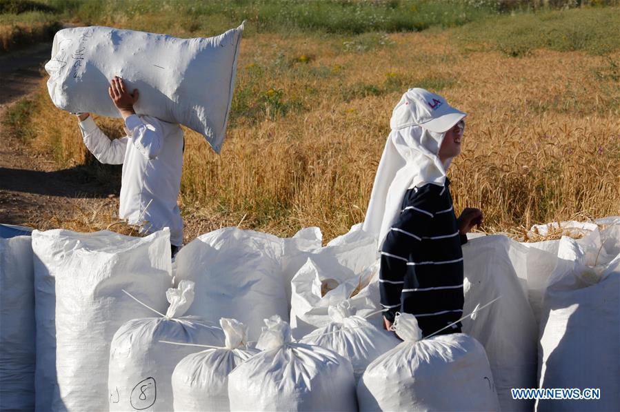 MIDEAST-SHA'ALVIM-ORTHODOX JEWS-WHEAT HARVEST