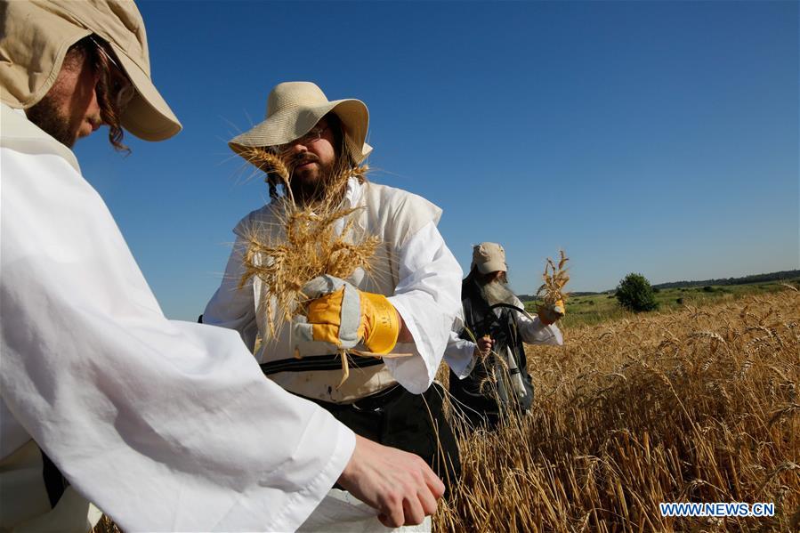 MIDEAST-SHA'ALVIM-ORTHODOX JEWS-WHEAT HARVEST