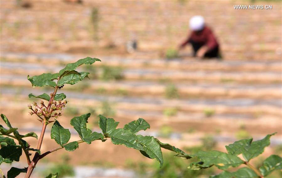 CHINA-GANSU-LONGNAN-CHILI-INTERPLANTING (CN)