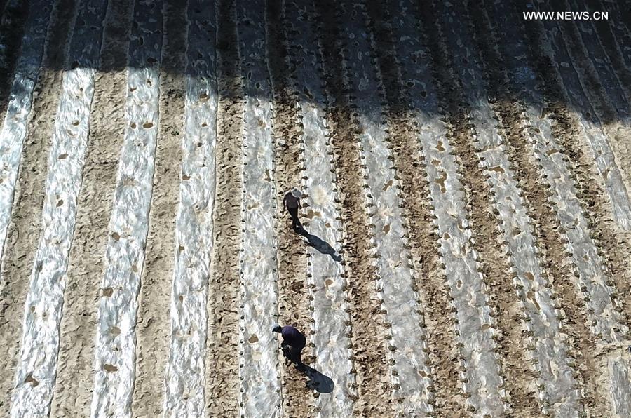 CHINA-GANSU-LONGNAN-CHILI-INTERPLANTING (CN)