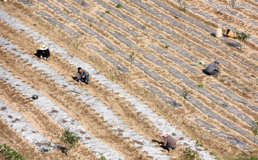 CHINA-GANSU-LONGNAN-CHILI-INTERPLANTING (CN)
