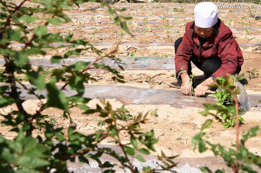 CHINA-GANSU-LONGNAN-CHILI-INTERPLANTING (CN)