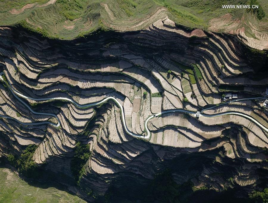 CHINA-GANSU-LONGNAN-CHILI-INTERPLANTING (CN)