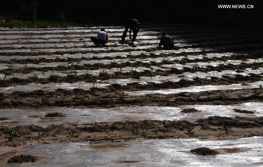CHINA-GANSU-LONGNAN-CHILI-INTERPLANTING (CN)