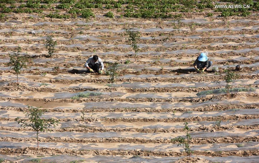 CHINA-GANSU-LONGNAN-CHILI-INTERPLANTING (CN)