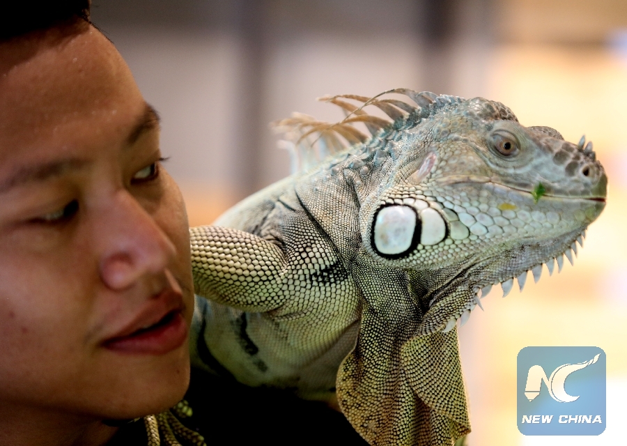 Feature Exotic Animal Lover Keeps Reptiles As Pets In Myanmar Xinhua English News Cn,Pork Loin Country Style Ribs Boneless Recipes
