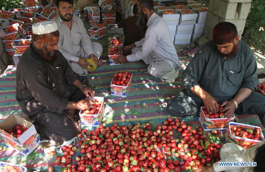 AFGHANISTAN-LAGHMAN-ECONOMY-AGRICULTURE