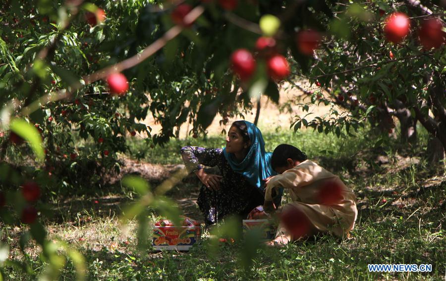AFGHANISTAN-LAGHMAN-ECONOMY-AGRICULTURE