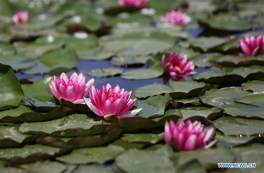 #CHINA-WATER LILY-BLOSSOM (CN)