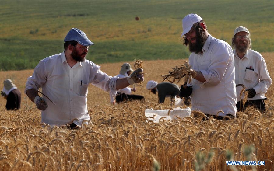 ISRAEL-RECHOVOT-ULTRA-ORTHODOX JEWS-WHEAT HARVEST