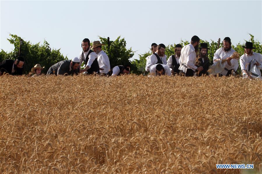 ISRAEL-RECHOVOT-ULTRA-ORTHODOX JEWS-WHEAT HARVEST