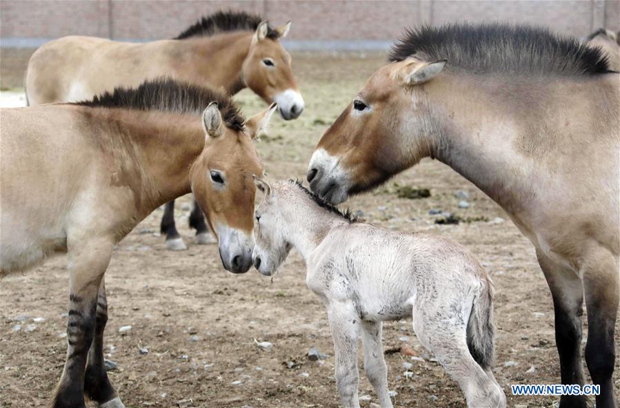 CHINA-XINJIANG-ENDANGERED HORSE-BREEDING HORSE (CN)