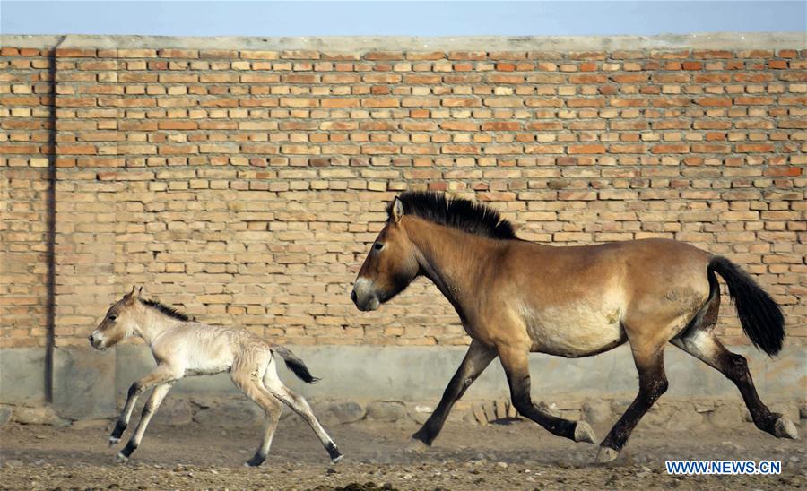 CHINA-XINJIANG-ENDANGERED HORSE-BREEDING HORSE (CN)