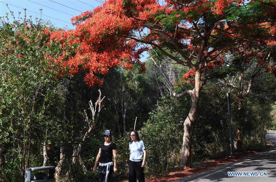 CHINA-YUNNAN-FLAMBOYANT TREE(CN)