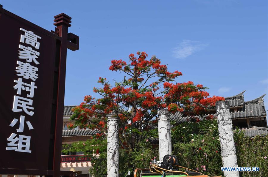 CHINA-YUNNAN-FLAMBOYANT TREE(CN)
