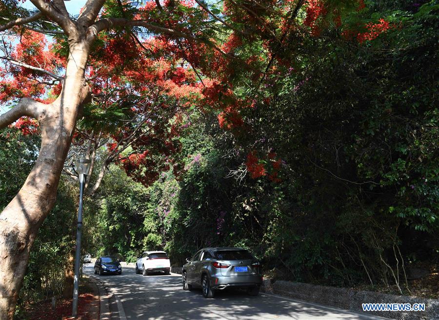 CHINA-YUNNAN-FLAMBOYANT TREE(CN)