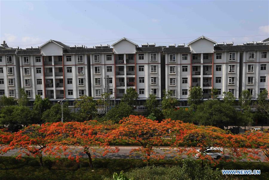 CHINA-YUNNAN-FLAMBOYANT TREE(CN)