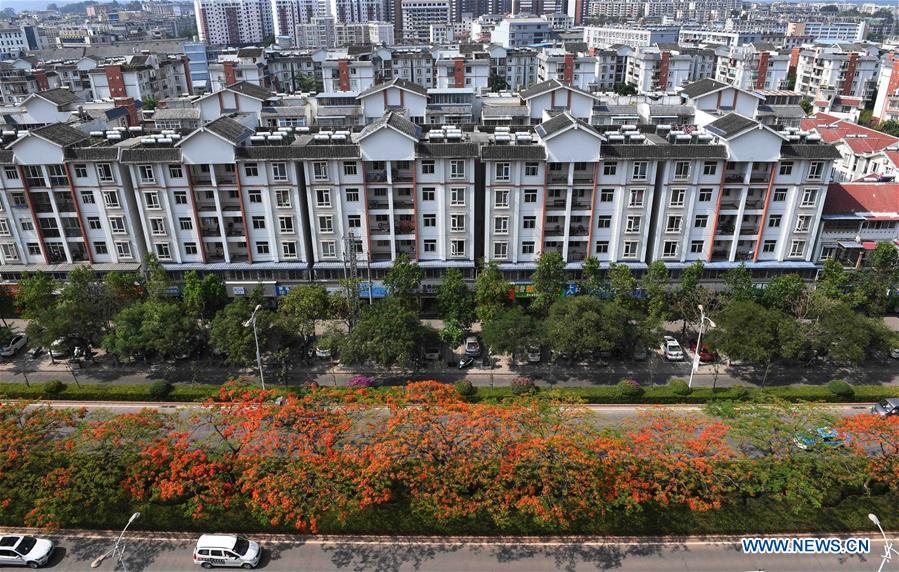 CHINA-YUNNAN-FLAMBOYANT TREE(CN)