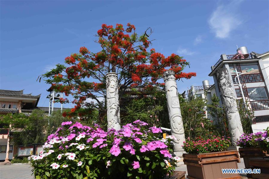 CHINA-YUNNAN-FLAMBOYANT TREE(CN)