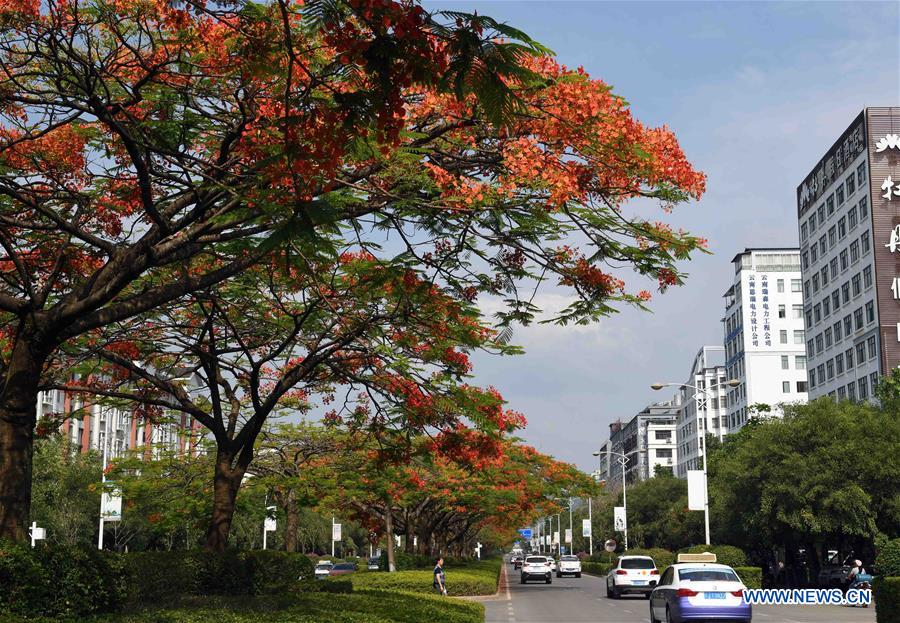 CHINA-YUNNAN-FLAMBOYANT TREE(CN)