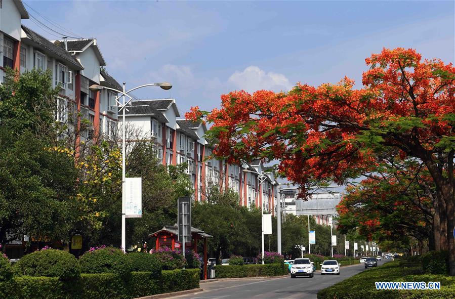 CHINA-YUNNAN-FLAMBOYANT TREE(CN)