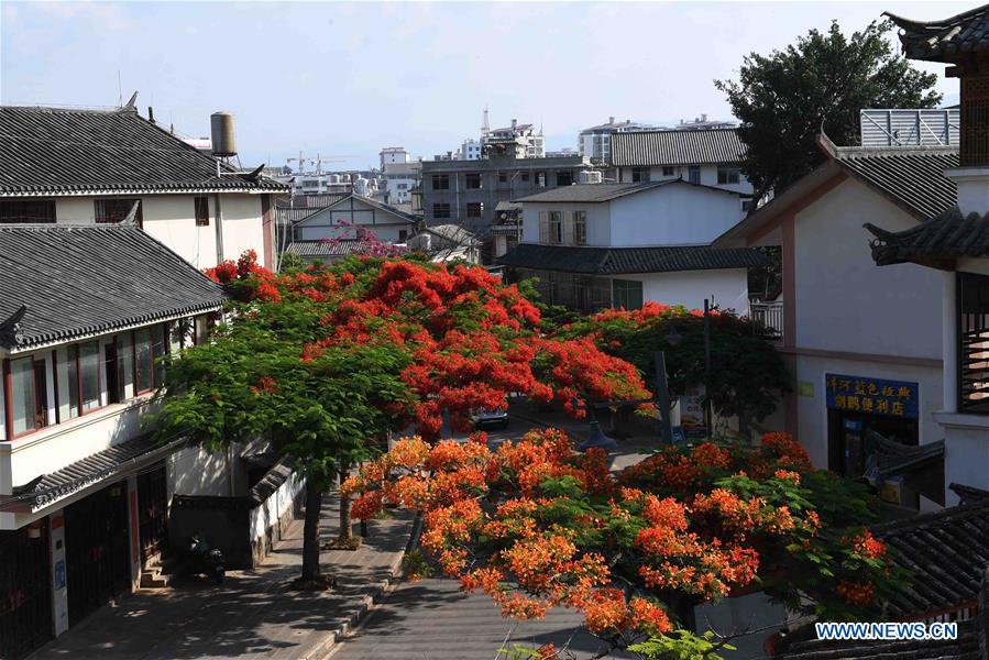 CHINA-YUNNAN-FLAMBOYANT TREE(CN)