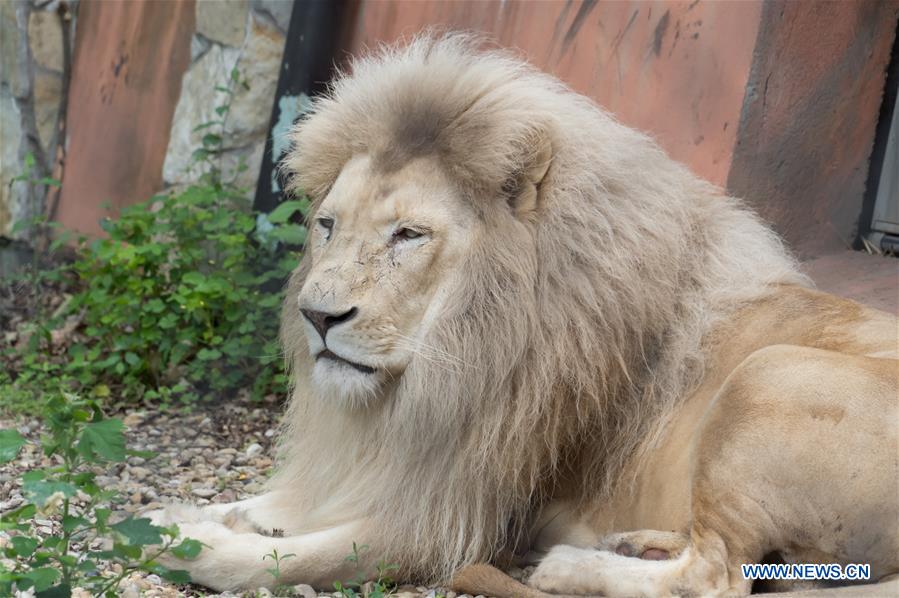 HUNGARY-SZEGED-WHITE LION CUB 