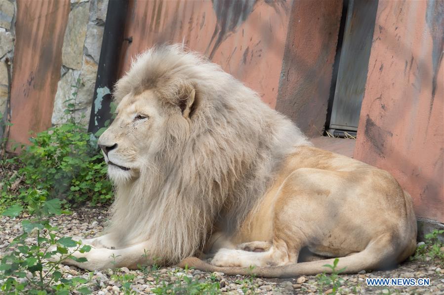 HUNGARY-SZEGED-WHITE LION CUB 