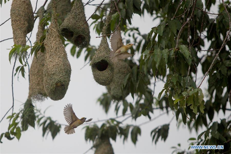 NEPAL-KATHMANDU-WEAVER BIRD