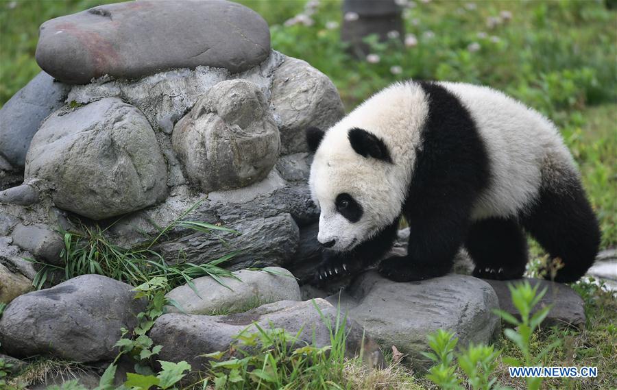 CHINA-SICHUAN-WOLONG-GIANT PANDA KINDERGARTEN (CN)