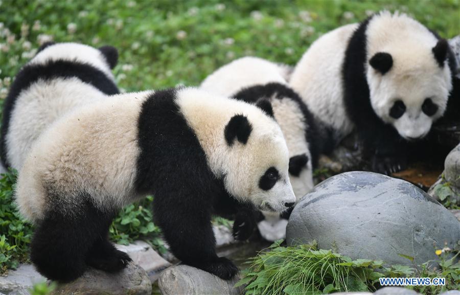 CHINA-SICHUAN-WOLONG-GIANT PANDA KINDERGARTEN (CN)