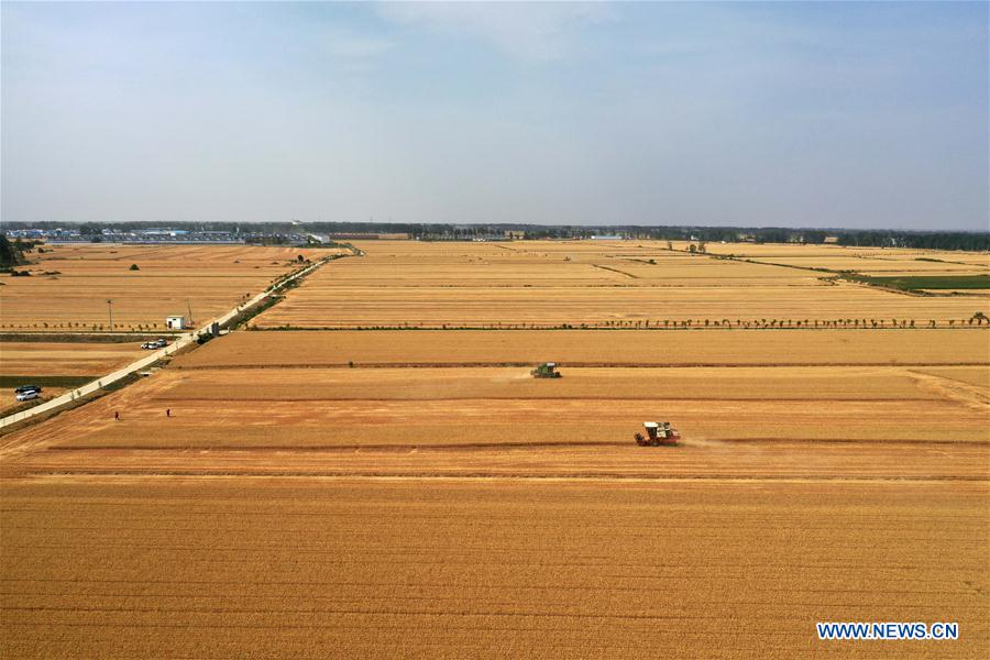 CHINA-HENAN-WHEAT-HARVEST (CN)
