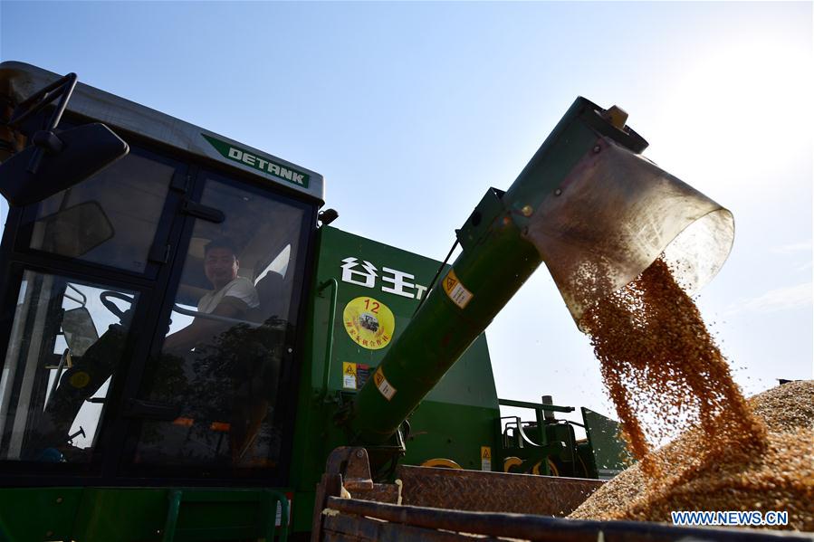 CHINA-HENAN-WHEAT-HARVEST (CN)