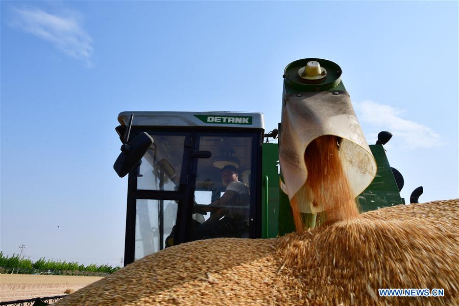 CHINA-HENAN-WHEAT-HARVEST (CN)