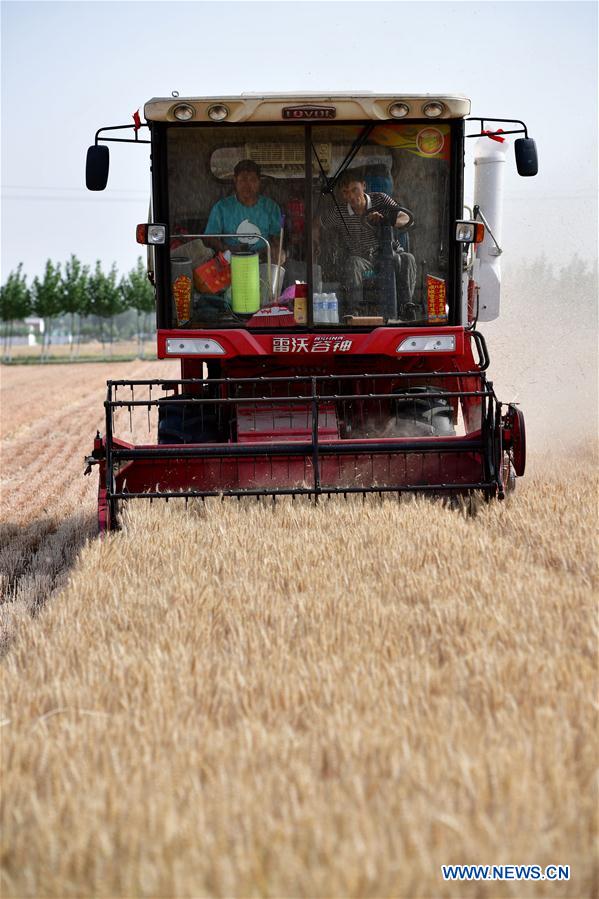 CHINA-HENAN-WHEAT-HARVEST (CN)