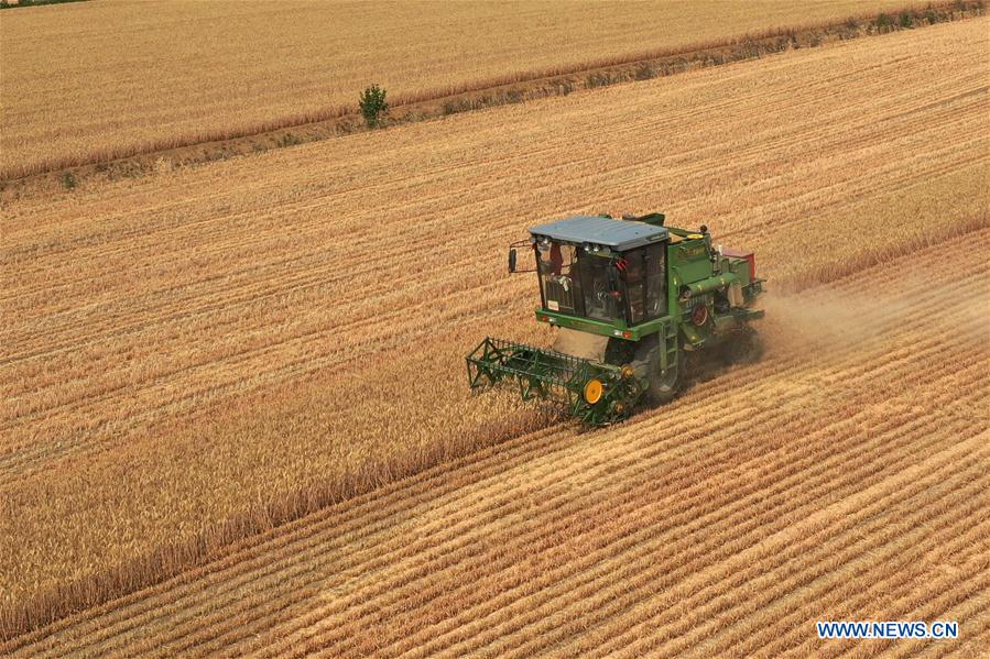 CHINA-HENAN-WHEAT-HARVEST (CN)