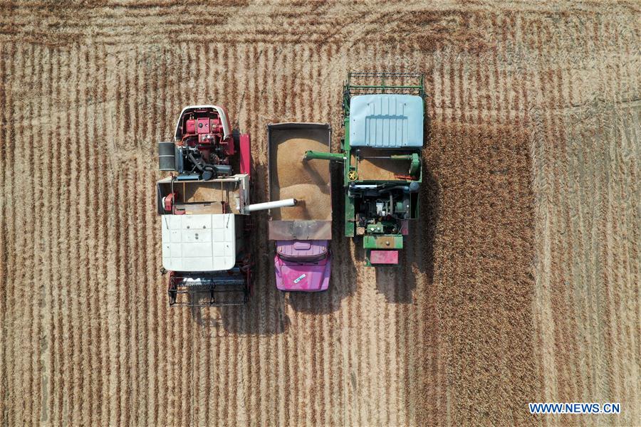 CHINA-HENAN-WHEAT-HARVEST (CN)