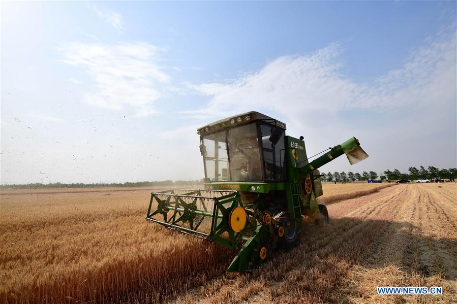 CHINA-HENAN-WHEAT-HARVEST (CN)