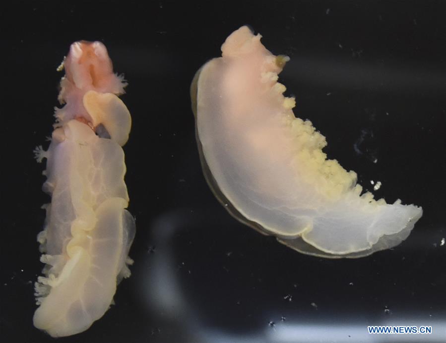 CHINA-ON BOARD KEXUE-DEEP-WATER SEA SLUGS (CN)