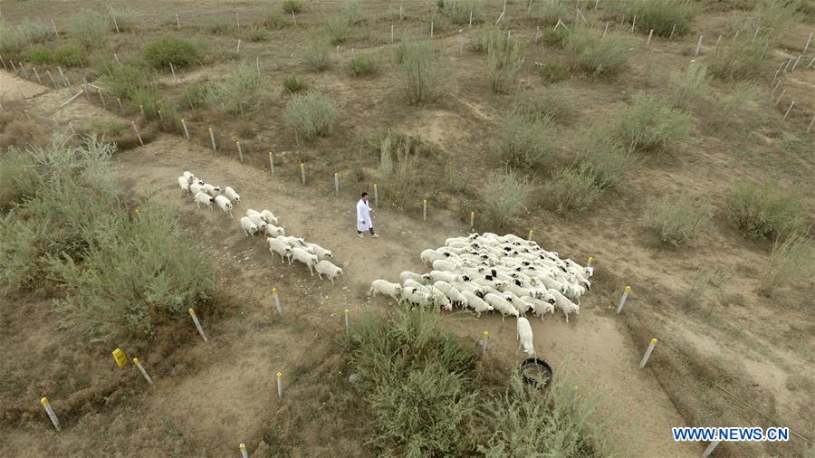 CHINA-NINGXIA-YANCHI-GRADUATE-SHEEP RAISING (CN)