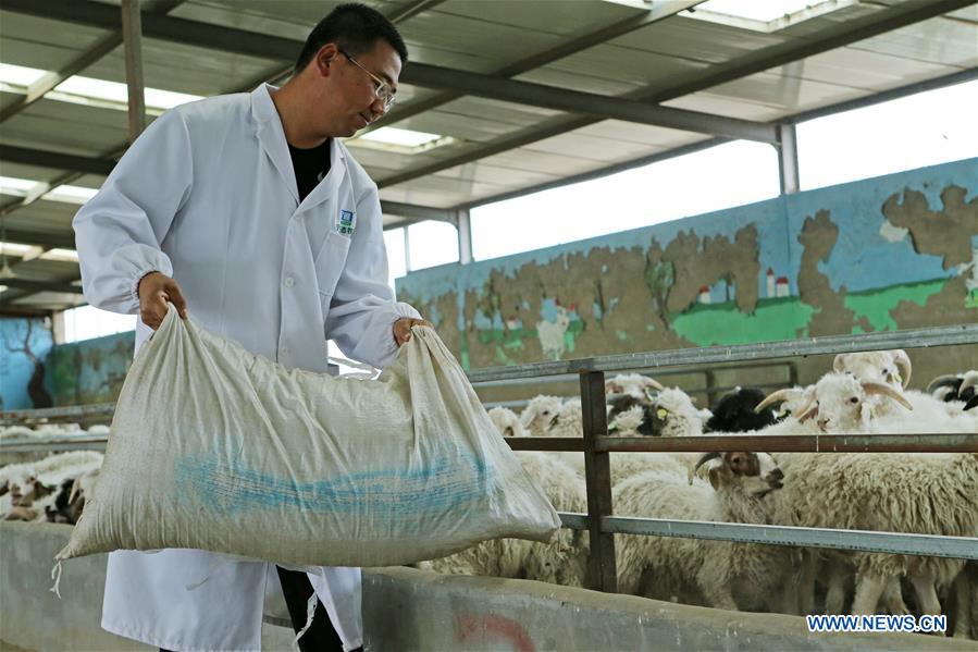 CHINA-NINGXIA-YANCHI-GRADUATE-SHEEP RAISING (CN)