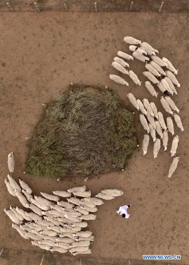 CHINA-NINGXIA-YANCHI-GRADUATE-SHEEP RAISING (CN)