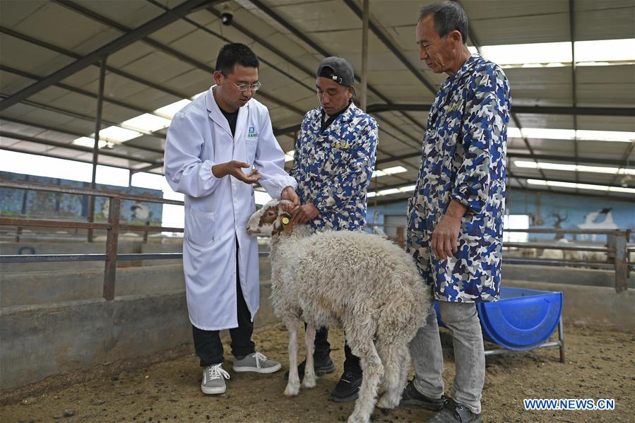 CHINA-NINGXIA-YANCHI-GRADUATE-SHEEP RAISING (CN)