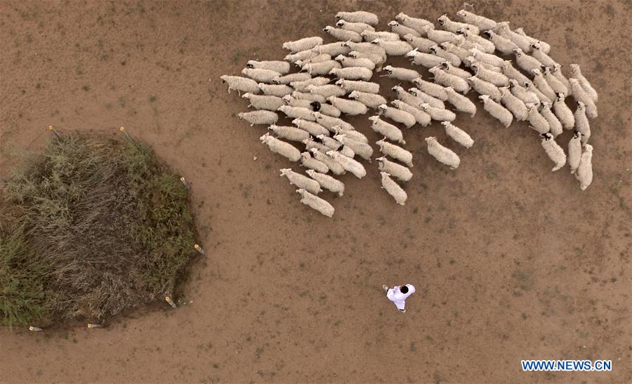 CHINA-NINGXIA-YANCHI-GRADUATE-SHEEP RAISING (CN)