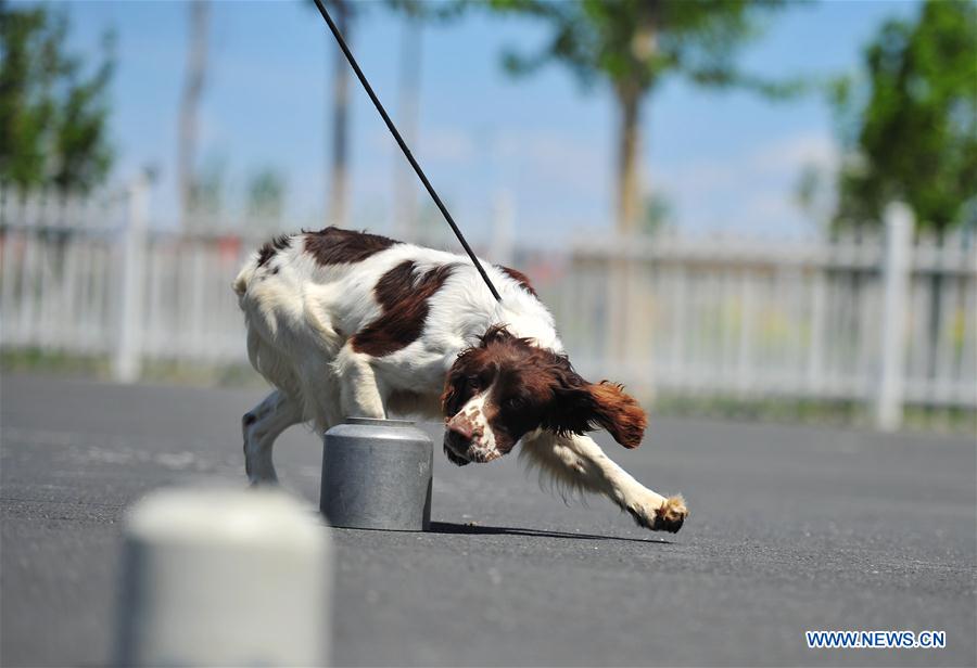 #CHINA-HARBIN-POLICE DOG-TRAINING (CN)