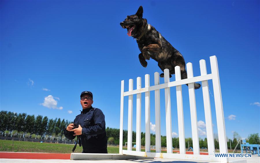 #CHINA-HARBIN-POLICE DOG-TRAINING (CN)