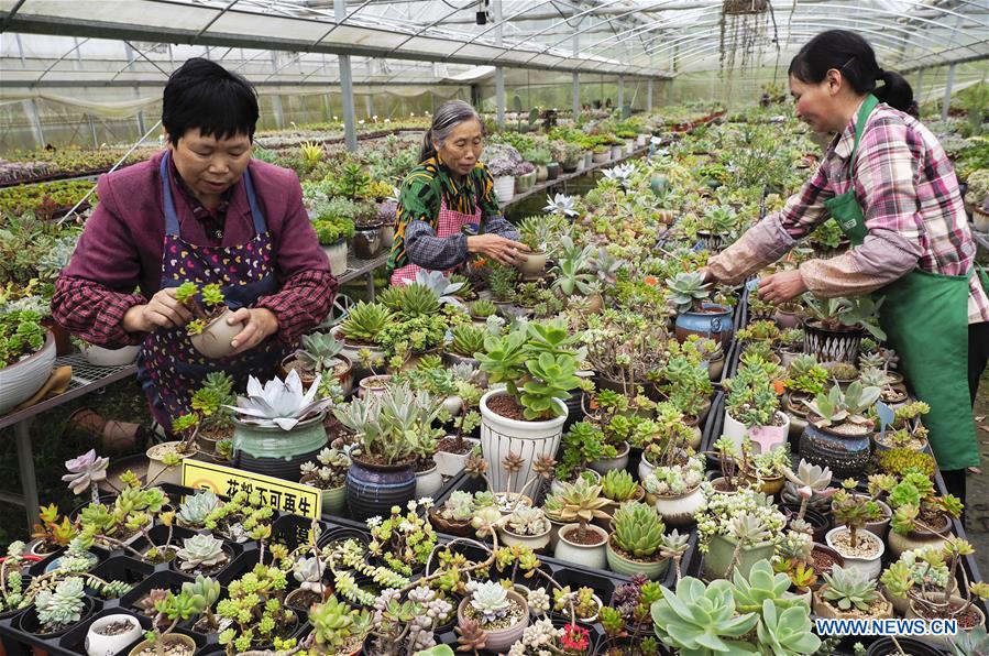 #CHINA-ZHEJIANG-LISHUI-SUCCULENT PLANTS (CN)